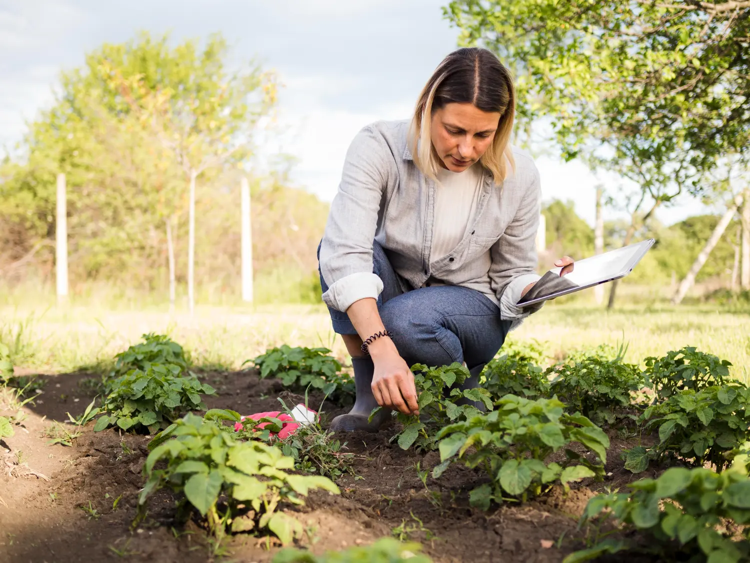 La tecnología y la agricultura, una combinación ideal para las cosechas óptimas 